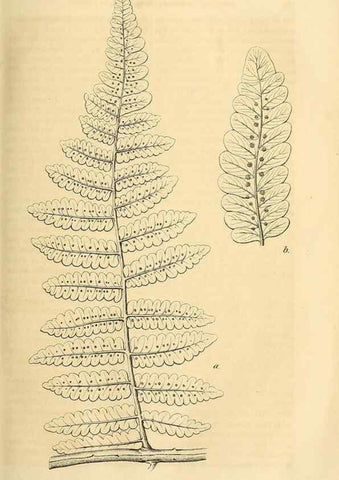 Reproducción/Reproduction 49690453376: Gartenflora.. Erlangen :F. Enke,1852-1940.. 