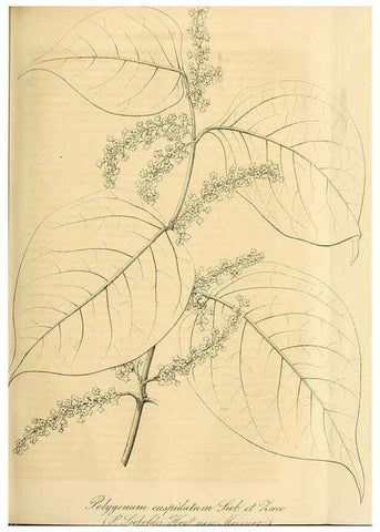 Reproducción/Reproduction 49689918958: Gartenflora.. Erlangen :F. Enke,1852-1940.. 