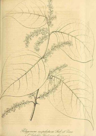 Reproducción/Reproduction 49689918958: Gartenflora.. Erlangen :F. Enke,1852-1940.. 