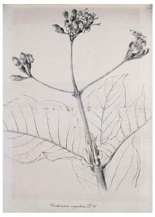 Reproducción/Reproduction 49689919138: Gartenflora.. Erlangen :F. Enke,1852-1940.. 