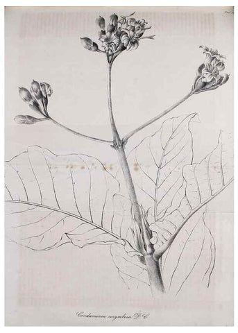 Reproducción/Reproduction 49689919138: Gartenflora.. Erlangen :F. Enke,1852-1940.. 