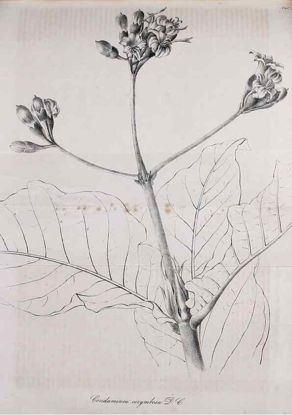 Reproducción/Reproduction 49689919138: Gartenflora.. Erlangen :F. Enke,1852-1940.. 