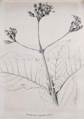 Reproducción/Reproduction 49689919138: Gartenflora.. Erlangen :F. Enke,1852-1940.. 