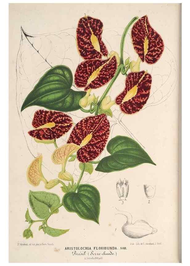 Reproducción/Reproduction 49689887798: L'Illustration horticole :. Gand, Belgium :Imprimerie et lithographie de F. et E. Gyselnyck,1854-1896.. 