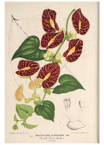 Reproducción/Reproduction 49689887798: L'Illustration horticole :. Gand, Belgium :Imprimerie et lithographie de F. et E. Gyselnyck,1854-1896.. 