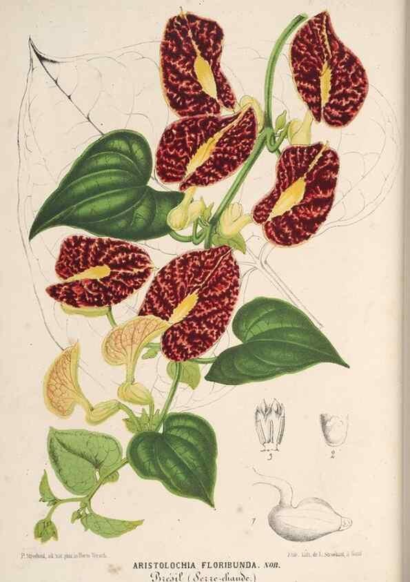 Reproducción/Reproduction 49689887798: L'Illustration horticole :. Gand, Belgium :Imprimerie et lithographie de F. et E. Gyselnyck,1854-1896.. 