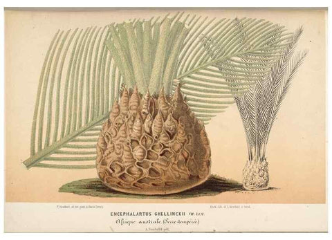 Reproducción/Reproduction 49690422291: L'Illustration horticole :. Gand, Belgium :Imprimerie et lithographie de F. et E. Gyselnyck,1854-1896.. 