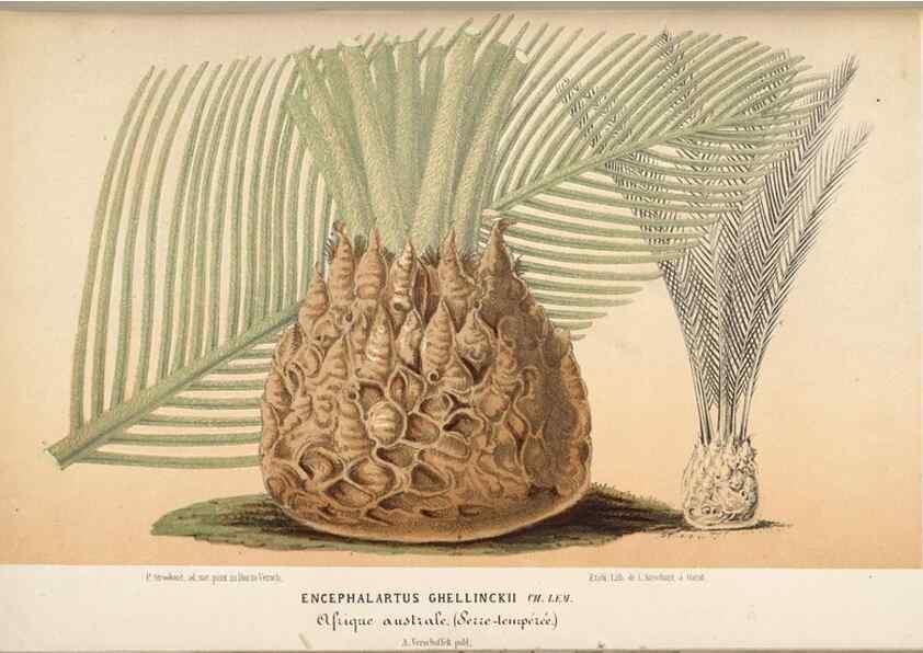 Reproducción/Reproduction 49690422291: L'Illustration horticole :. Gand, Belgium :Imprimerie et lithographie de F. et E. Gyselnyck,1854-1896.. 