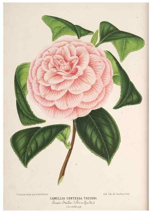 Reproducción/Reproduction 49689887148: L'Illustration horticole :. Gand, Belgium :Imprimerie et lithographie de F. et E. Gyselnyck,1854-1896.. 