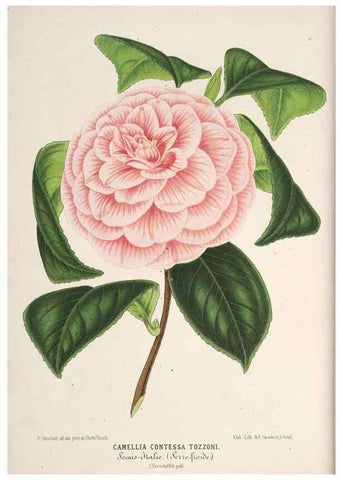 Reproducción/Reproduction 49689887148: L'Illustration horticole :. Gand, Belgium :Imprimerie et lithographie de F. et E. Gyselnyck,1854-1896.. 