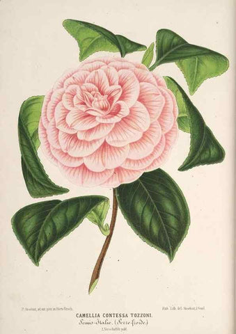 Reproducción/Reproduction 49689887148: L'Illustration horticole :. Gand, Belgium :Imprimerie et lithographie de F. et E. Gyselnyck,1854-1896.. 