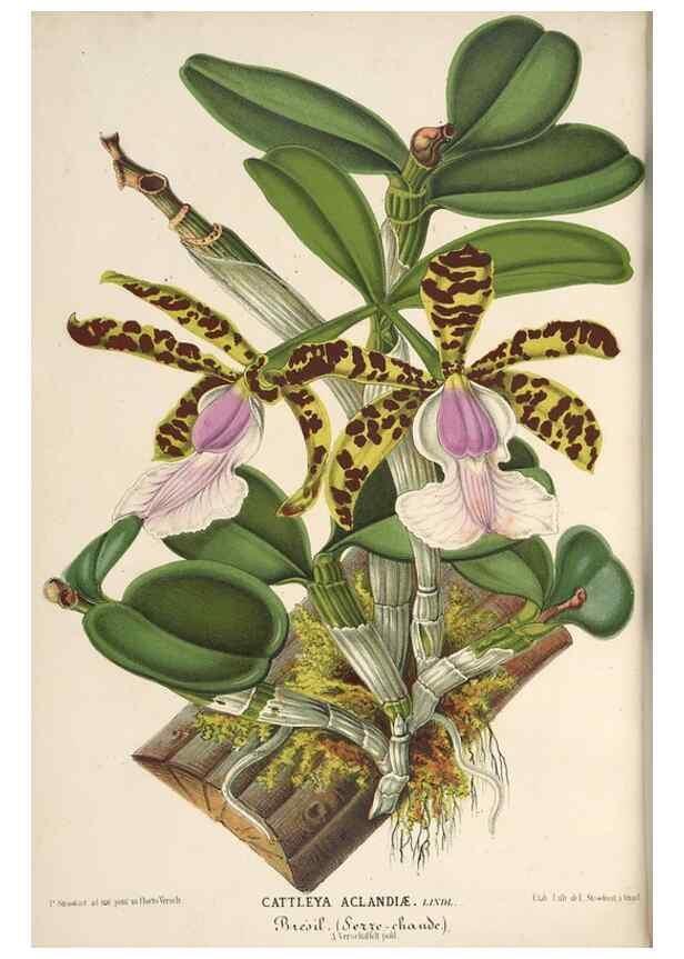 Reproducción/Reproduction 49690732827: L'Illustration horticole :. Gand, Belgium :Imprimerie et lithographie de F. et E. Gyselnyck,1854-1896.. 