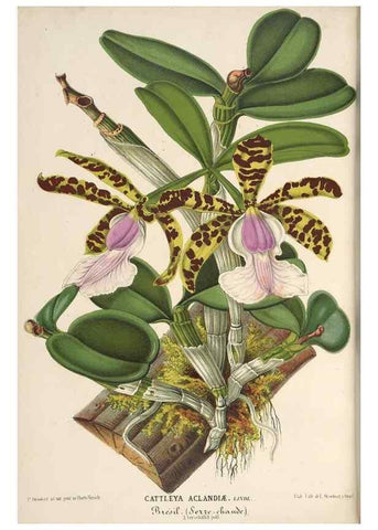 Reproducción/Reproduction 49690732827: L'Illustration horticole :. Gand, Belgium :Imprimerie et lithographie de F. et E. Gyselnyck,1854-1896.. 