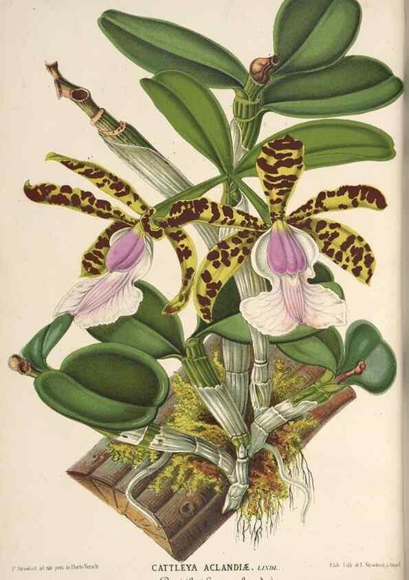 Reproducción/Reproduction 49690732827: L'Illustration horticole :. Gand, Belgium :Imprimerie et lithographie de F. et E. Gyselnyck,1854-1896.. 