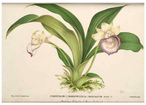 Reproducción/Reproduction 49690416926: L'Illustration horticole :. Gand, Belgium :Imprimerie et lithographie de F. et E. Gyselnyck,1854-1896.. 