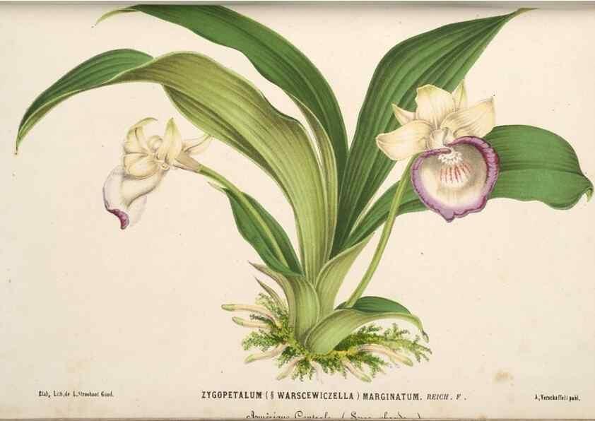 Reproducción/Reproduction 49690416926: L'Illustration horticole :. Gand, Belgium :Imprimerie et lithographie de F. et E. Gyselnyck,1854-1896.. 