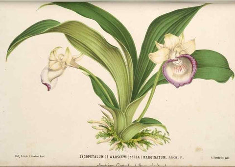 Reproducción/Reproduction 49690416926: L'Illustration horticole :. Gand, Belgium :Imprimerie et lithographie de F. et E. Gyselnyck,1854-1896.. 