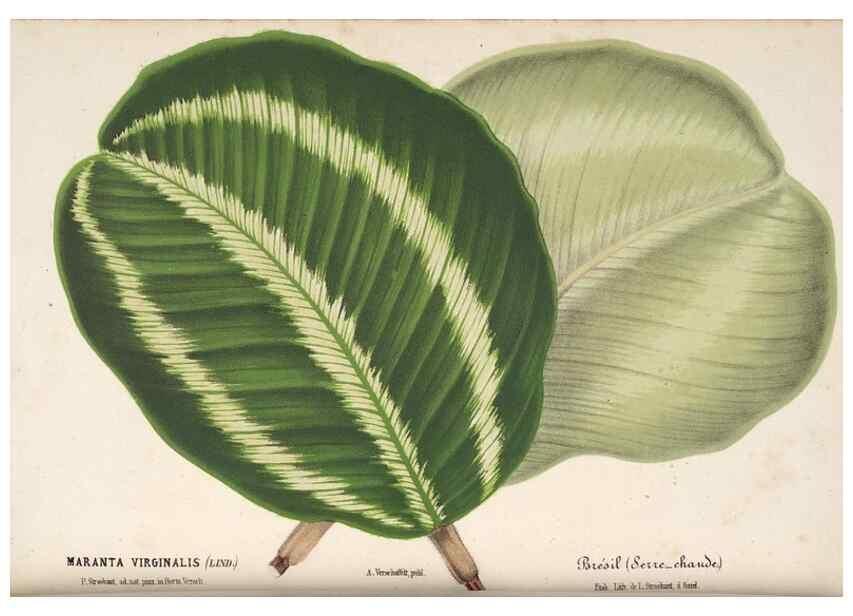 Reproducción/Reproduction 49690417071: L'Illustration horticole :. Gand, Belgium :Imprimerie et lithographie de F. et E. Gyselnyck,1854-1896.. 