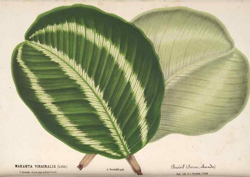 Reproducción/Reproduction 49690417071: L'Illustration horticole :. Gand, Belgium :Imprimerie et lithographie de F. et E. Gyselnyck,1854-1896.. 
