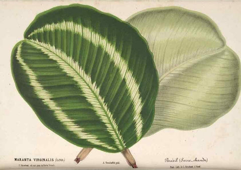 Reproducción/Reproduction 49690417071: L'Illustration horticole :. Gand, Belgium :Imprimerie et lithographie de F. et E. Gyselnyck,1854-1896.. 
