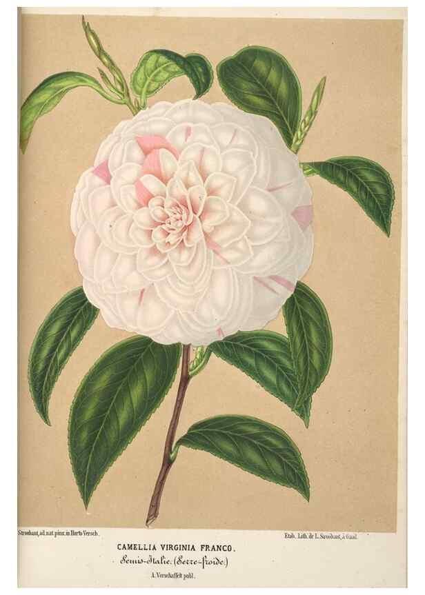 Reproducción/Reproduction 49689882558: L'Illustration horticole :. Gand, Belgium :Imprimerie et lithographie de F. et E. Gyselnyck,1854-1896.. 