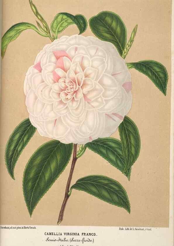 Reproducción/Reproduction 49689882558: L'Illustration horticole :. Gand, Belgium :Imprimerie et lithographie de F. et E. Gyselnyck,1854-1896.. 
