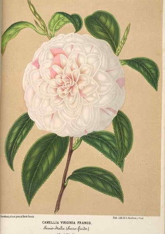Reproducción/Reproduction 49689882558: L'Illustration horticole :. Gand, Belgium :Imprimerie et lithographie de F. et E. Gyselnyck,1854-1896.. 