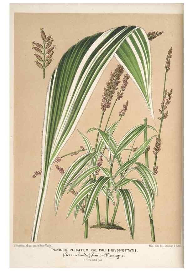 Reproducción/Reproduction 49690729017: L'Illustration horticole :. Gand, Belgium :Imprimerie et lithographie de F. et E. Gyselnyck,1854-1896.. 