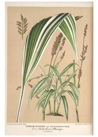 Reproducción/Reproduction 49690729017: L'Illustration horticole :. Gand, Belgium :Imprimerie et lithographie de F. et E. Gyselnyck,1854-1896.. 