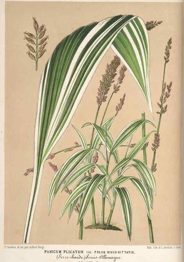 Reproducción/Reproduction 49690729017: L'Illustration horticole :. Gand, Belgium :Imprimerie et lithographie de F. et E. Gyselnyck,1854-1896.. 