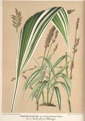 Reproducción/Reproduction 49690729017: L'Illustration horticole :. Gand, Belgium :Imprimerie et lithographie de F. et E. Gyselnyck,1854-1896.. 