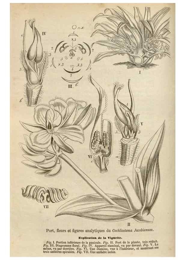 Reproducción/Reproduction 49690729432: L'Illustration horticole :. Gand, Belgium :Imprimerie et lithographie de F. et E. Gyselnyck,1854-1896.. 