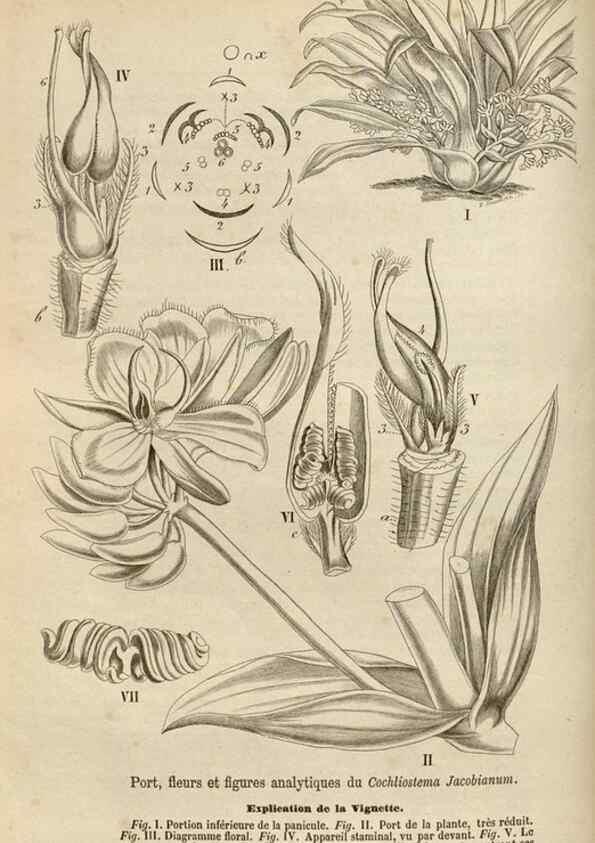 Reproducción/Reproduction 49690729432: L'Illustration horticole :. Gand, Belgium :Imprimerie et lithographie de F. et E. Gyselnyck,1854-1896.. 