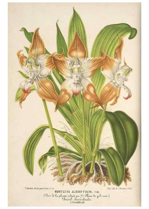 Reproducción/Reproduction 49690729822: L'Illustration horticole :. Gand, Belgium :Imprimerie et lithographie de F. et E. Gyselnyck,1854-1896.. 