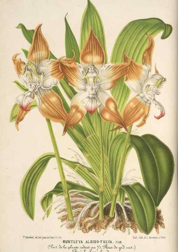 Reproducción/Reproduction 49690729822: L'Illustration horticole :. Gand, Belgium :Imprimerie et lithographie de F. et E. Gyselnyck,1854-1896.. 