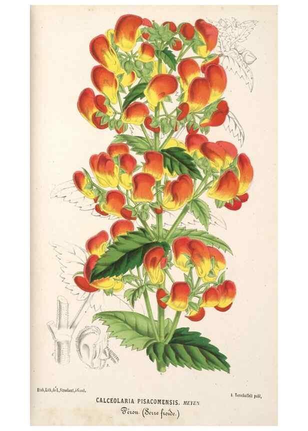 Reproducción/Reproduction 49690727982: L'Illustration horticole :. Gand, Belgium :Imprimerie et lithographie de F. et E. Gyselnyck,1854-1896.. 
