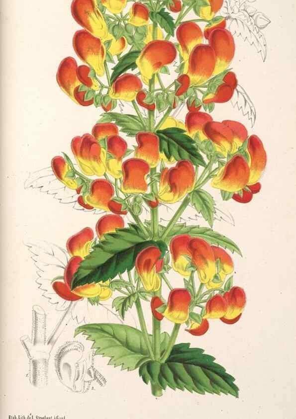 Reproducción/Reproduction 49690727982: L'Illustration horticole :. Gand, Belgium :Imprimerie et lithographie de F. et E. Gyselnyck,1854-1896.. 