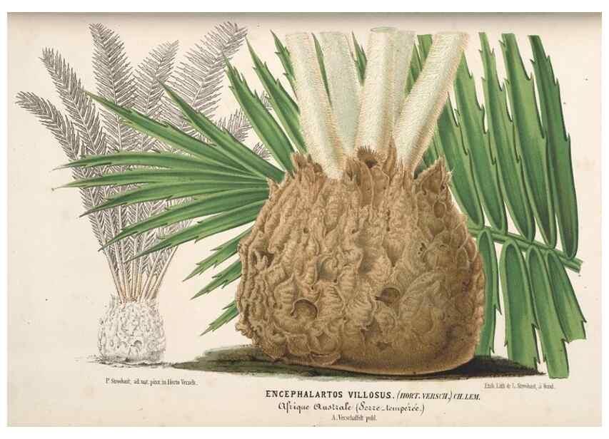 Reproducción/Reproduction 49690730052: L'Illustration horticole :. Gand, Belgium :Imprimerie et lithographie de F. et E. Gyselnyck,1854-1896.. 