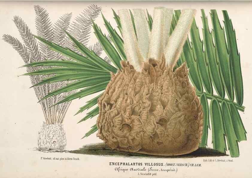 Reproducción/Reproduction 49690730052: L'Illustration horticole :. Gand, Belgium :Imprimerie et lithographie de F. et E. Gyselnyck,1854-1896.. 