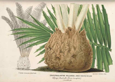 Reproducción/Reproduction 49690730052: L'Illustration horticole :. Gand, Belgium :Imprimerie et lithographie de F. et E. Gyselnyck,1854-1896.. 
