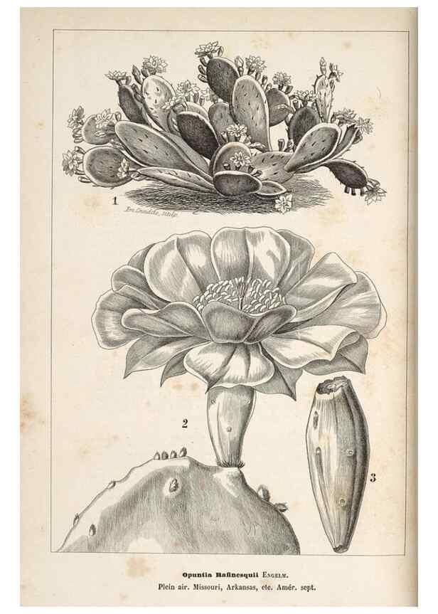 Reproducción/Reproduction 49690730407: L'Illustration horticole :. Gand, Belgium :Imprimerie et lithographie de F. et E. Gyselnyck,1854-1896.. 