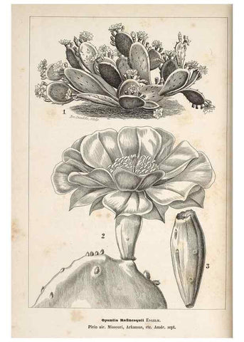 Reproducción/Reproduction 49690730407: L'Illustration horticole :. Gand, Belgium :Imprimerie et lithographie de F. et E. Gyselnyck,1854-1896.. 