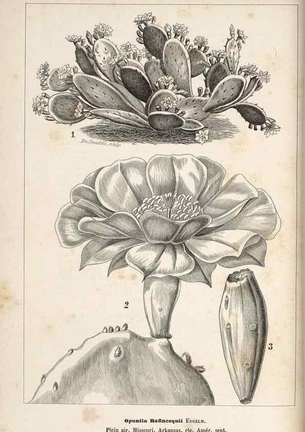 Reproducción/Reproduction 49690730407: L'Illustration horticole :. Gand, Belgium :Imprimerie et lithographie de F. et E. Gyselnyck,1854-1896.. 