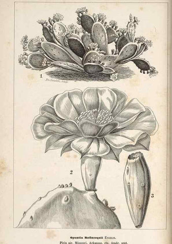 Reproducción/Reproduction 49690730407: L'Illustration horticole :. Gand, Belgium :Imprimerie et lithographie de F. et E. Gyselnyck,1854-1896.. 
