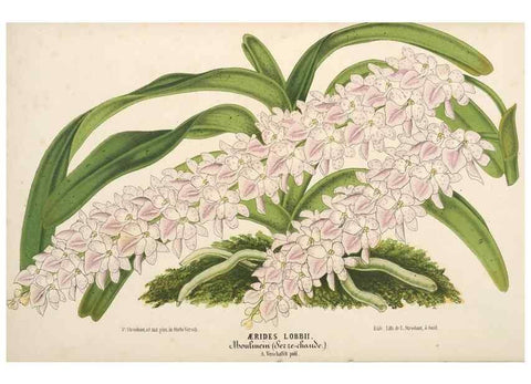 Reproducción/Reproduction 49690419381: L'Illustration horticole :. Gand, Belgium :Imprimerie et lithographie de F. et E. Gyselnyck,1854-1896.. 