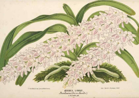 Reproducción/Reproduction 49690419381: L'Illustration horticole :. Gand, Belgium :Imprimerie et lithographie de F. et E. Gyselnyck,1854-1896.. 