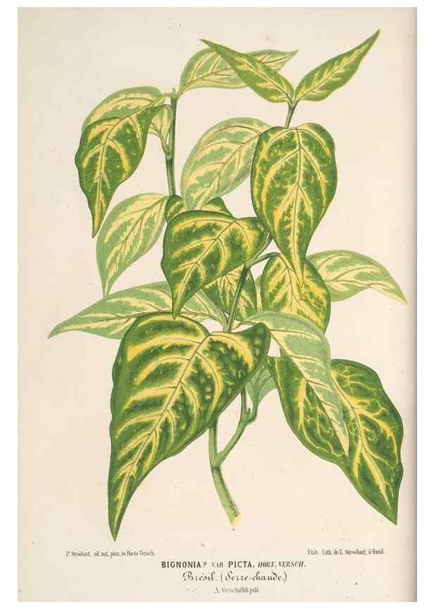 Reproducción/Reproduction 49689884868: L'Illustration horticole :. Gand, Belgium :Imprimerie et lithographie de F. et E. Gyselnyck,1854-1896.. 