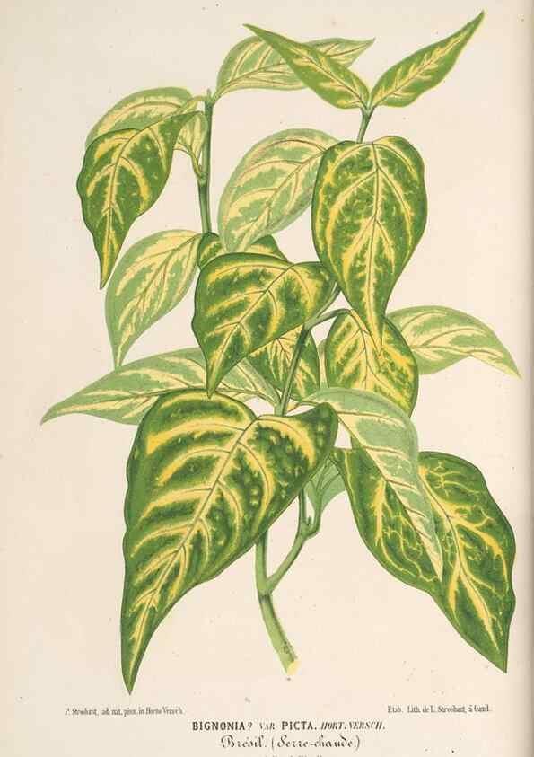 Reproducción/Reproduction 49689884868: L'Illustration horticole :. Gand, Belgium :Imprimerie et lithographie de F. et E. Gyselnyck,1854-1896.. 