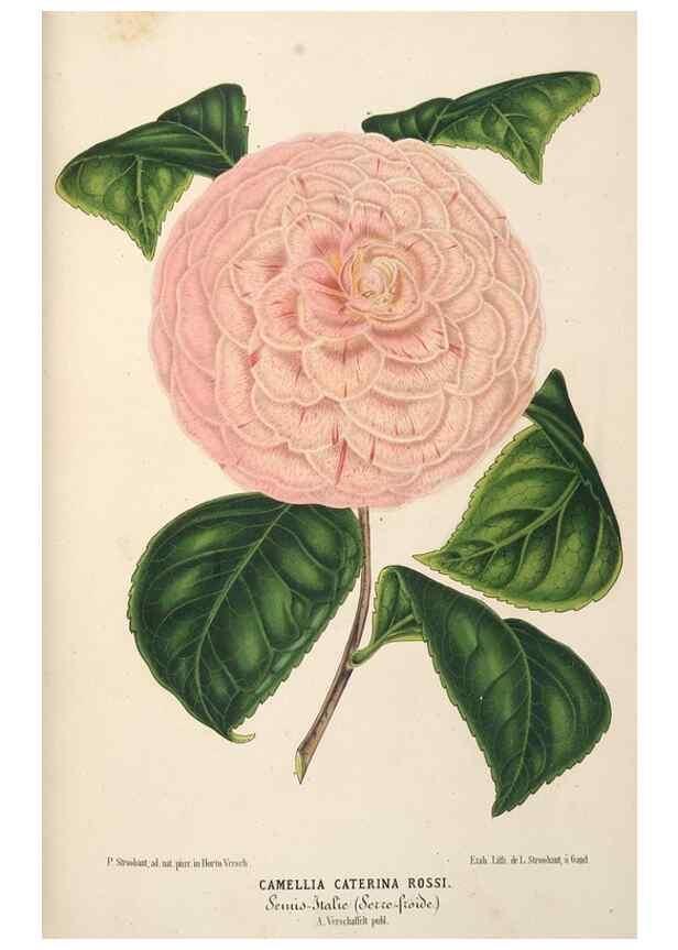 Reproducción/Reproduction 49690731257: L'Illustration horticole :. Gand, Belgium :Imprimerie et lithographie de F. et E. Gyselnyck,1854-1896.. 