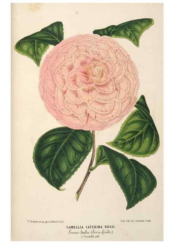 Reproducción/Reproduction 49690731257: L'Illustration horticole :. Gand, Belgium :Imprimerie et lithographie de F. et E. Gyselnyck,1854-1896.. 